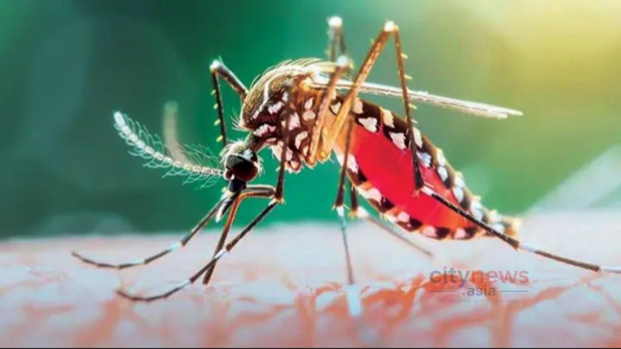 ডেঙ্গুতে আরও ৭ জনের মৃত্যু, হাসপাতালে ভর্তি ১,৩৭৩
